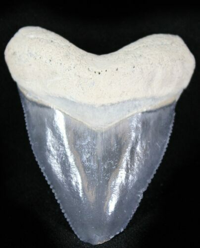 Bone Valley Megalodon Tooth #22920